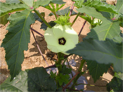 オクラの花