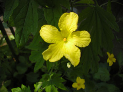 ゴーヤの花
