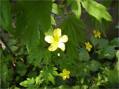 ゴーヤの花