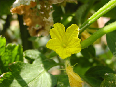 キュウリの花