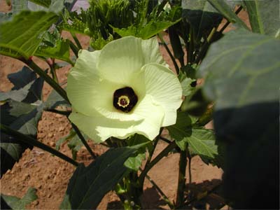 オクラの花