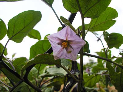ナスの花